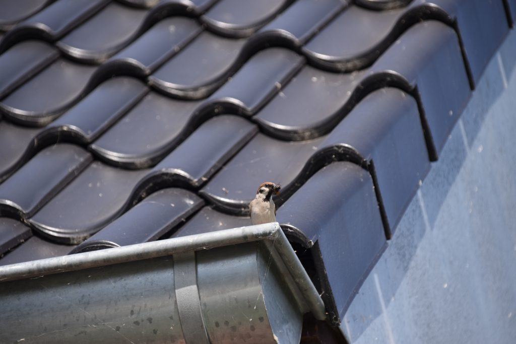 Vogels Mus op dak